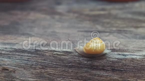 木头上的小熟蜗牛视频的预览图