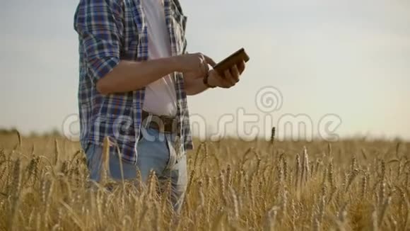 一个戴着帽子穿着牛仔裤戴着防癌药片的男人看着黑麦和大麦的芽检查种子视频的预览图