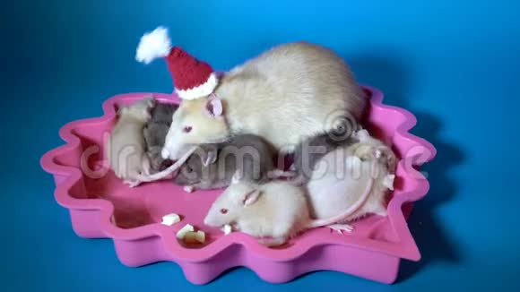 妈妈是一只戴着圣诞老人帽子米黄色老鼠她的小黑米色的孩子坐在蓝色的粉红色盘子里吃奶酪视频的预览图