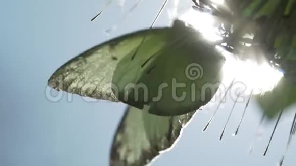 植物上的海鸥蝴蝶视频的预览图