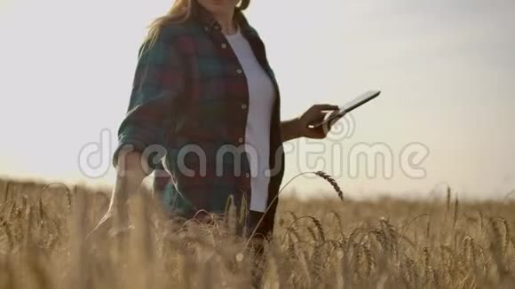 一个穿着衬衫和牛仔裤的女农场主在田里拿着一块黑麦片摸着小穗按着她的手指视频的预览图