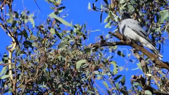 单个蒙面木燕阿塔莫斯人在树上视频的预览图