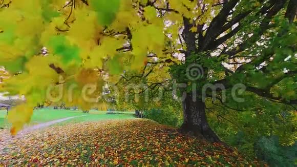 苹果树秋季景观视频秋天公园里五颜六色的树叶视频的预览图