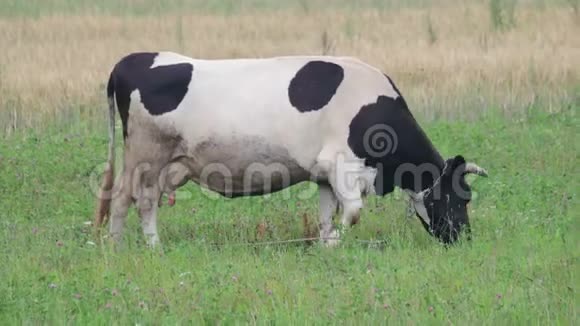 黑斑白牛在绿色草地上觅食吃生态清洁的新鲜草视频的预览图