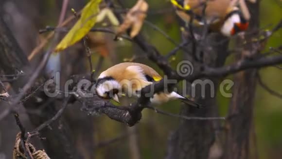 鸟欧洲的金雀鹰在树枝上跳跃寻找食物视频的预览图