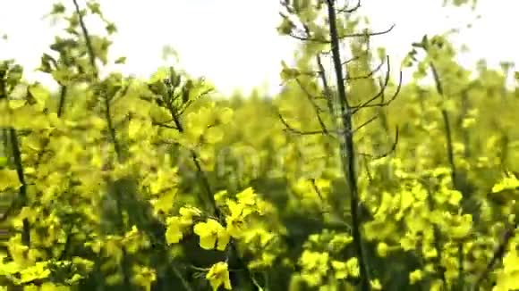 油籽油菜油籽作物主要用于石油生产视频的预览图