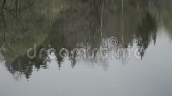 湖水中树木的倒影视频的预览图