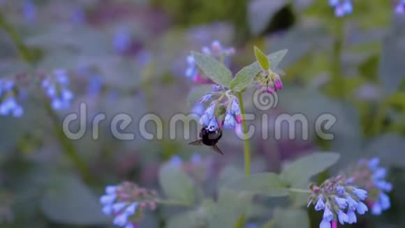 令人惊叹的美丽特写一只大黄蜂在美丽的花朵上采集蜂蜜天生的美昆虫特写视频的预览图