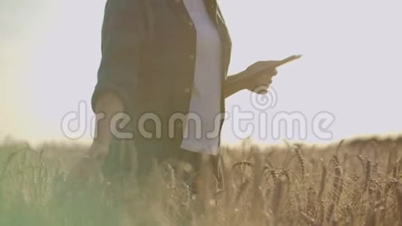 一位农民妇女用黑麦片在田里散步她的特写镜头触到小穗把手指按在小穗上视频的预览图