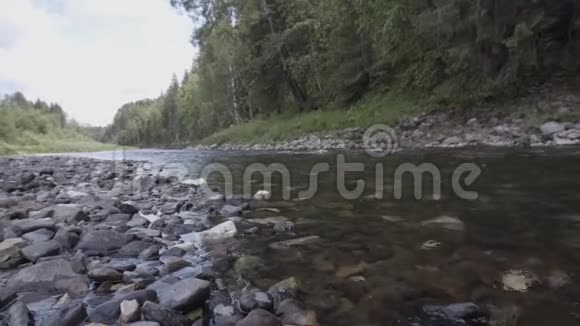 美丽的夏季景观绿色的森林和狭窄的河流石底库存录像靠近流动的寒冷视频的预览图