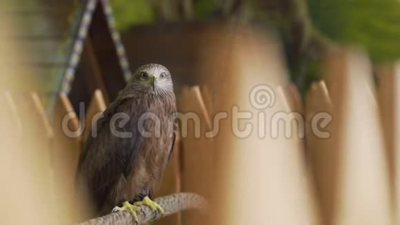 年轻骄傲的猎鹰动物园里的猎鹰视频的预览图