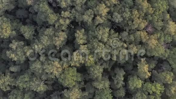 从顶部看森林镜头移开视频的预览图