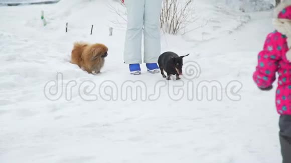 雪天小女孩和两只狗视频的预览图