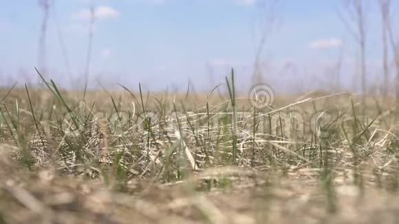 干涸的春草在田野上燃烧特写缓慢的运动毁灭视频的预览图