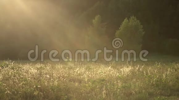 绿色郁郁葱葱的夏树在温暖的日落黄昏金色的小时阳光照在森林边缘的田野里茂密的树叶视频的预览图