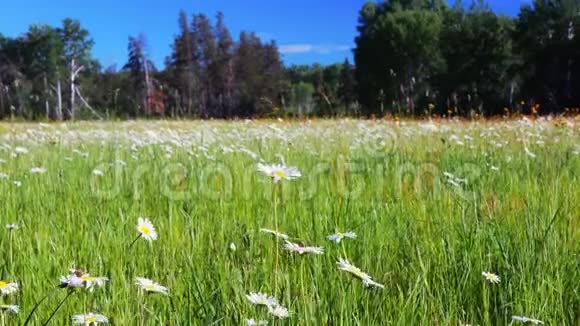 在一片宁静的森林草地上建立了美丽的雏菊花朵白菊视频的预览图