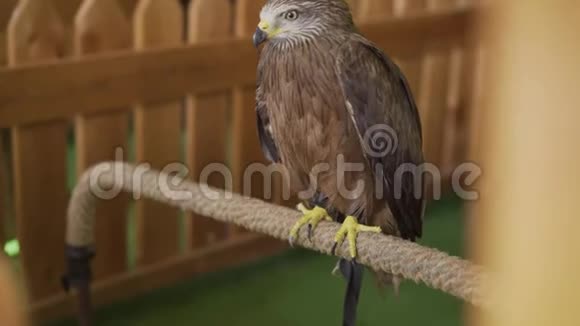 年轻骄傲的猎鹰动物园里的猎鹰视频的预览图
