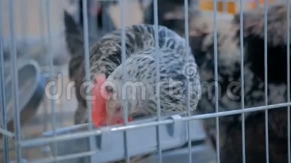 鸡在笼子里吃种子的农业动物展览市场视频的预览图