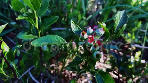新鲜的野生有机野蓝莓灌木与早期绿色的未成熟浆果在森林中视频的预览图