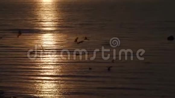 日落时海鸥飞过大海视频的预览图