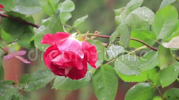 暴风雨过后飘来的玫瑰花丛视频的预览图