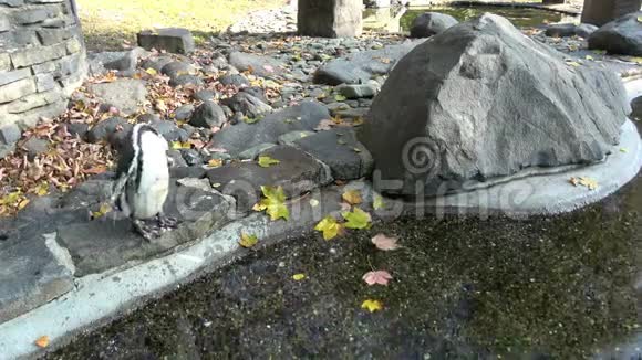 洪堡企鹅汉堡蒂站在岩石上视频的预览图