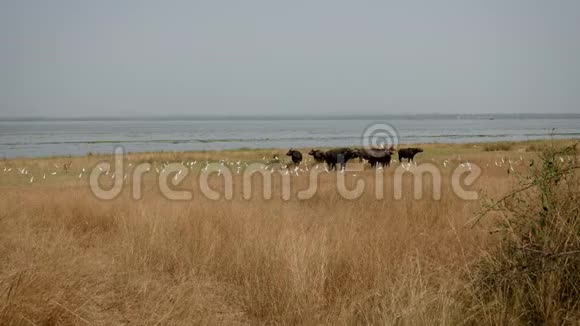干旱季节野牛在非洲野生湖岸边视频的预览图