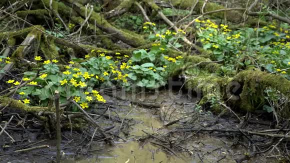 有花的泥土植物夏天游泳原始森林中凉爽的绿湖视频的预览图