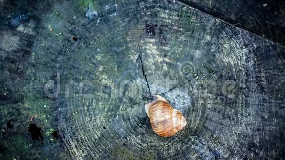 蜗牛爬在树桩上自然时间流逝视频的预览图
