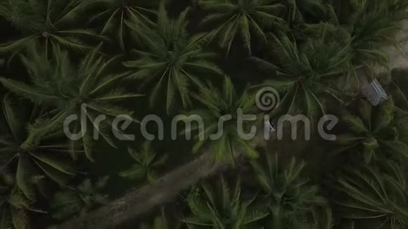 巴厘岛一辆带棕榈树的汽车行驶在热带岛屿的俯视图视频的预览图