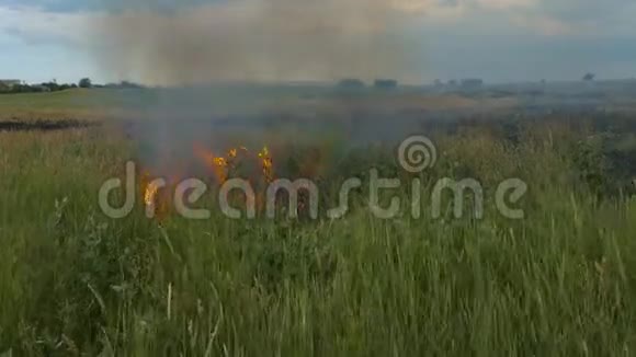 田野上的火把小麦烧了视频的预览图