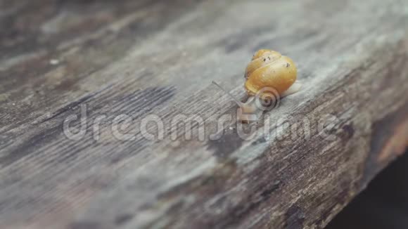 木头上的小熟蜗牛视频的预览图
