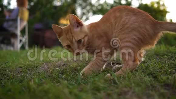 一只可爱的红色小猫是由一块鹅卵石在房子入口处附近的草地上玩耍的快跑吧模糊的背景视频的预览图