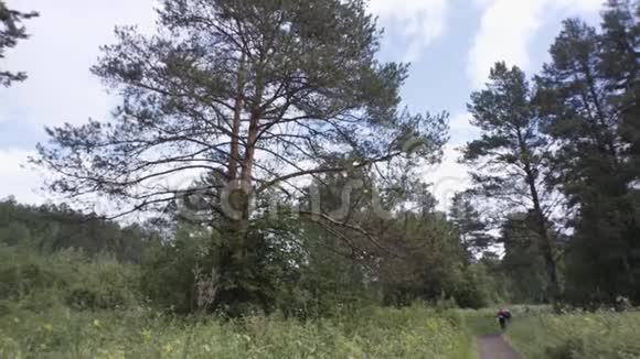 松树之间的小径上有一小群游客库存录像夏季自然景观的森林草甸视频的预览图