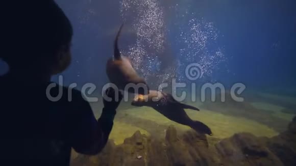 小男孩看到海豹在动物园的水族馆在水下游泳而感到惊讶视频的预览图