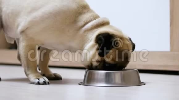 一只饥饿的小狗急切地吃着碗里的食物然后舔它视频的预览图