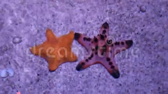 池塘中的顶级观星鱼橙星鱼视频的预览图