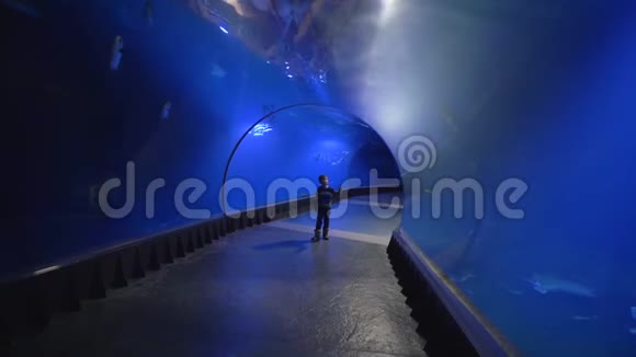 好奇的男孩走在水族馆的隧道里探索大海的美丽和它的居民在一个巨大的玻璃后面视频的预览图