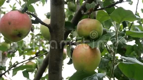 苹果园的树枝上挂着大的青苹果成熟的果实挂在树枝上视频的预览图
