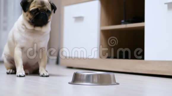 小狗在一碗食物面前等待执行命令跑起来吃食物视频的预览图