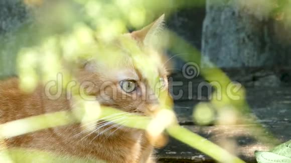 大只漂亮的红猫躺着看着发生了什么射穿了摇曳的草地视频的预览图