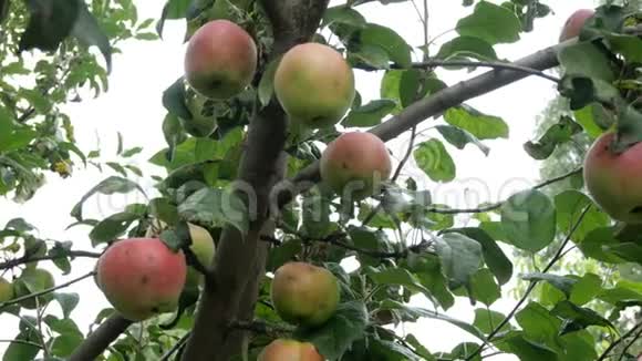 苹果园的树枝上挂着大的青苹果成熟的果实挂在树枝上视频的预览图