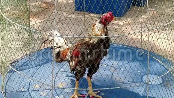 一只活公鸡在市场的电线穹顶下踱步视频的预览图