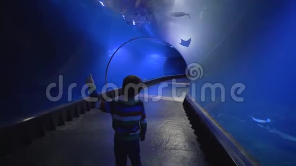 好奇的游客小孩在水族馆的隧道里羡慕地看着不同的鱼在水中游泳视频的预览图