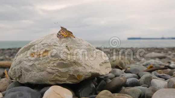 蝴蝶在岩石上日光浴001视频的预览图
