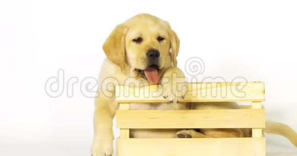 黄色拉布拉多猎犬小狗在白色背景的盒子里玩耍打哈欠诺曼底慢动作视频的预览图