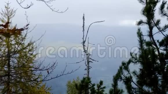 山上腐烂的树斯洛文尼亚视频的预览图