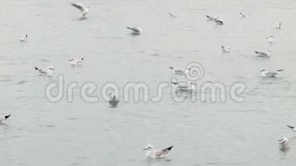 4许多海鸥坐在海面上视频的预览图