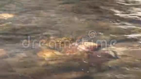 小溪在淹没的岩石上荡漾视频的预览图