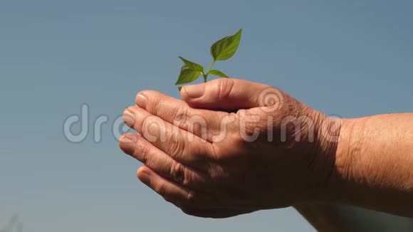园丁双手捧着一棵绿色的幼苗在手心顶着天空环保萌芽年轻的萌芽视频的预览图